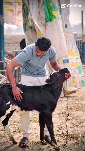 Exploring Dairy Farming Techniques and Benefits