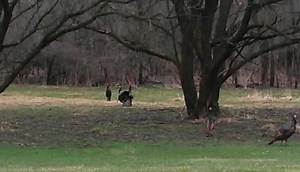 18 reactions | These male wild turkeys are getting ready for mating season, near the nature center. | Wehr Nature Center | Facebook