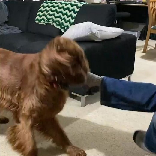 Daddy’s feet must die 🤣🤣 . . 🎥: @seaviewsetters . . . #setters #setterlife #setterlove #setterstyle #setterofinstagram #setteroftheday #setterlovers #redsetter #setterlover #settersofig #irishredsetter #irishsetter #irishsetters #irishsetterdog #irishsetterofig #irishsetterlove #irishsettermoments #irishsettersofinstagram #irishsetterlover #irishsettersofig #irishsetterofinstagram #irishsetterlover #irishsetterforlife #irishsetterlovers #irishsetter.insta #dogsofinstagram | Irish Setter Lover