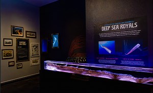 Rare ‘doomsday’ oarfish on display at Birch Aquarium after washing up in San Diego