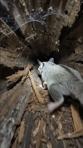 I Put a Tiny Camera on a Sugar Glider 🐿️ | Sugar Glider POV