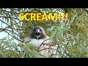 Red tailed Hawk SCREAM [No Narration]