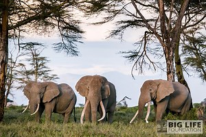 Big Life Foundation - About Our Wildlife Conservation in Africa