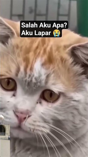 pets hungry sad status #pets #sadstatus #hungry