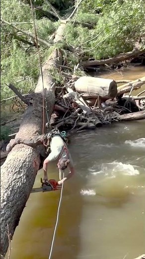 Removal Of A Fallen Tree From The Riverbed