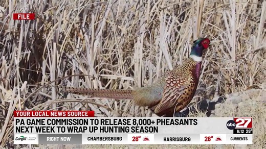 Pennsylvania Game Commission to stock pheasants in waning weeks of hunting season