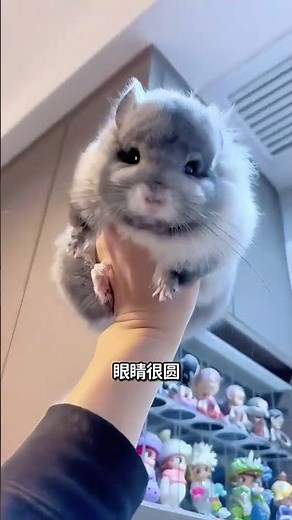 龍貓到底是什麼生物？ 龍貓既不是鼠也不是貓？#動物科普 #動物解說 #龍貓
