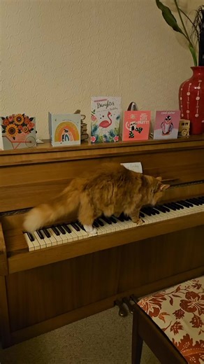 Piano Cat's version of Happy Birthday 🎂 and we love it 😻 Thanks fur baby #piano #cat #fyp #daily