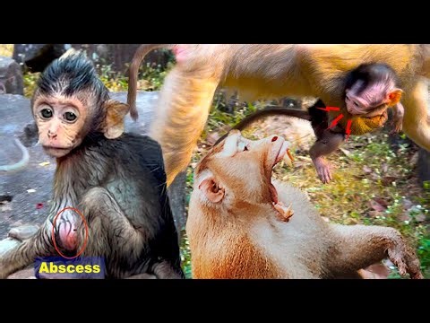 Two baby monkeys getting trouble one being kidnapped and another elbow big abscess almost bursting
