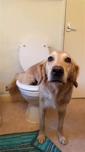 Who’s a good boy 🤣🎥 Hugoandursula #fyp #dog #dogsoftiktok #funny #goodboy