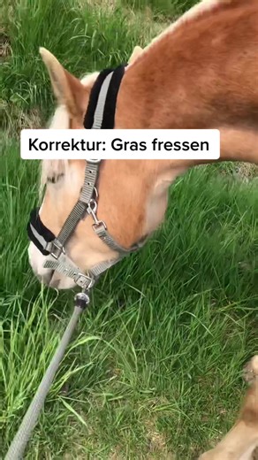 Verhaltensweisen von Pferden beim Fressen verstehen