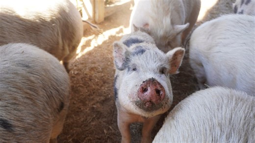 Pigapalooza: Adopt a pig during Asheville Humane Society's pig party: What to know