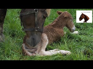 Belgian Draft Horses : birth of a foal