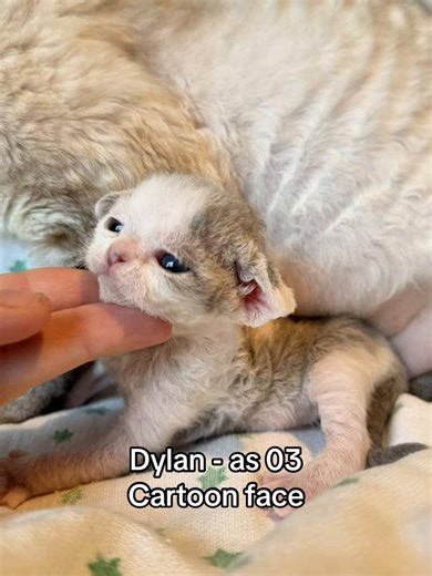 #LuxuryCats #DevonRex #DevonRexMagic