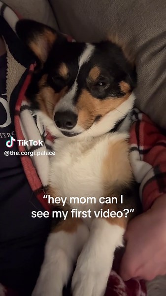 Adorable Corgi Puppy Makes First Video Appearance