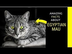Egyptian mau facts Fascinating facts about Egyptian mau cats