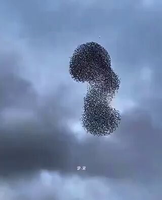 【The flight algorithm of starlings has been analyzed and programmed, and is already being used in computer graphics to represent large groups of animals, schools of fish, and other similar phenomena.】【ムクドリの飛翔のアルゴリズムは解析されて、プログラム化されており、すでにいろいろな動物の大群や魚の群れなどを表現するCGなどに使われています。】