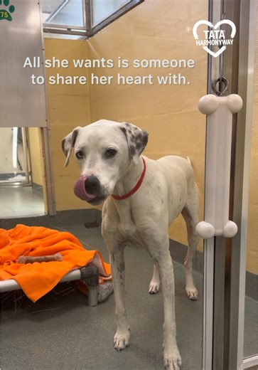 Let’s help her find her forever loving home.🤍 #adoptme #rescue #cat #dog #adoption