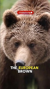 Did you know about the European brown bear ? #animals #bear #shorts
