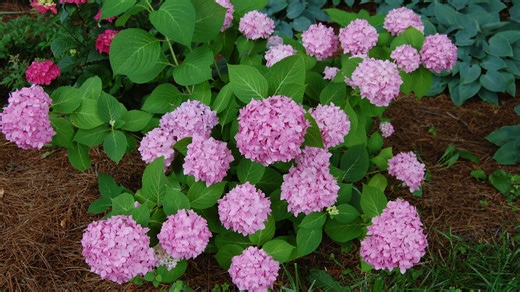 Kentucky's 'false spring' is here. See final frost dates for your area