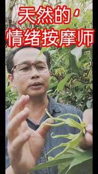 血压高、压力大？老一辈都在用的依兰花舒缓秘方！ylangylang benefit.