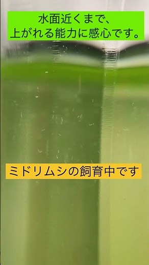 ミドリムシ（ユーグレナ）の飼育中です。ポイントは、「終日の室内ライト」です。 #ミドリムシ #ユーグレナ #飼育 #育成 #光合成 #3L容器 #ペットボトル