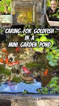 Caring for Goldfish in a Mini Garden Pond #aquarium #goldfish #minipond