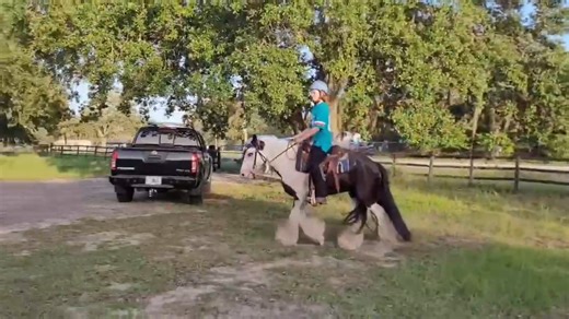 🌟 Meet Spirit! 🌟 This stunning 6-year-old blue-eyed gelding is the real deal — beauty, brains, and unbeatable breeding! 🐴 Son of GG Aragon x WCF Lola 🧬 Grandson of The Road Sweeper & BB King 🔥 Double-bred The Gypsy King The Old Horse of Wales 💫 Well-trained Western under saddle – walk, trot, lope 🐾 Kid & animal safe – incredibly gentle 📏 Stands just under 14hh Trained horses like Spirit don’t come around often — and he’s ready to find his forever pasture! 📹 Video available on request 📞