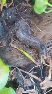 mud fishing videos | MRL HD