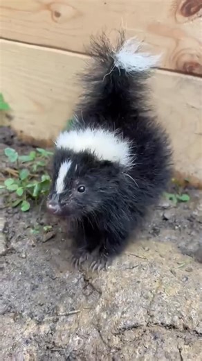 Wildlife & Animals on Instagram: "Skunks usually give plenty of warning before they spray. Here, you can see this baby skunk’s classic stomps and his best puffed-up pose as he tries to look bigger and more intimidating. Though small, he looks furious and uses these behaviours to warn off threats and protect himself. If he were really serious, he’d be pointing his little bum at me and lunging back and forth next. This funny body language often confuses dogs, who think it’s just playtime! @the_pip