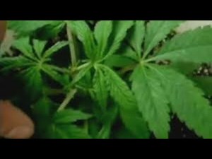 Discussion to ban recreational pot happening today in Sarasota County