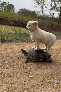 7.1M views · 215K reactions |  Heartwarming Animal Friendships You Can’t Miss! 閭 | Creative Inspiration For You | Facebook