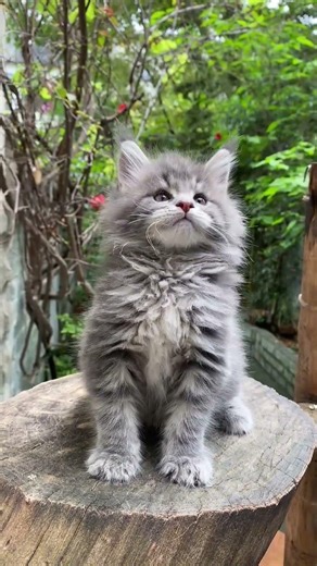 Sweet girl #MaineCo cat #Maine Coon #Blue tabby Maine Coon #How much does a Maine Coon cost?