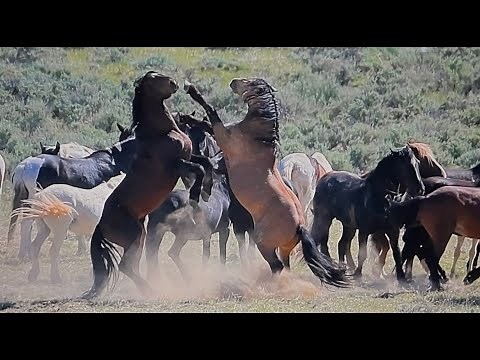 WILD HORSES OF AMERICA S2 E12 Stallions Fighting in Wyoming by Karen King