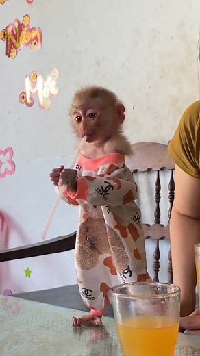 Adorable Baby Monkey Moments - Cute Monkey Pet Compilation