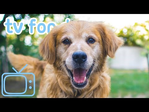 The ULTIMATE TV for Dogs! Enjoy Virtual Dog TV & Relaxing ASMR Music!