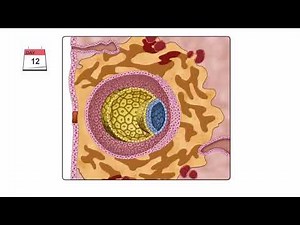 1 General Embryology Detailed Animation On Second Week Of Development