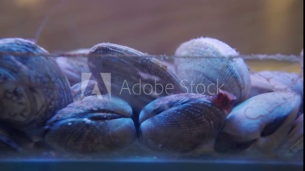 Close-up of alive clams in restaurant aquarium tank for sale to diners. Fresh seafood in a water tank at the fishmarket.