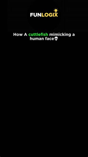 Funlogix on Instagram: "Cuttlefish are remarkable marine animals belonging to the cephalopod class, which also includes squids and octopuses. Known for their extraordinary intelligence and complex nervous systems, cuttlefish can rapidly change their skin color, texture, and even reflectivity to blend seamlessly into their surroundings. This color-changing ability is made possible by specialized skin cells called chromatophores, iridophores, and leucophores, which work together to produce vibrant