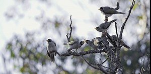 Should we cull noisy miners? After decades of research, these aggressive honeyeaters are still outsmarting us