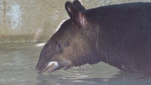 There are not many things more relaxing than a mountain tapir enjoying a dip in the pool. A great day for Mojito includes swimming, snacking on delicious leaves, interacting with his keepers, and napping. #DYK that there are only four mountain tapirs in human care in North America? With fewer than 2,500 left in the wild, their populations are threatened primarily by habitat loss and fragmentation. You can find two of our mountain tapirs, Mojito or Inca, next to Bean Sprouts Café. #MountainTapir 