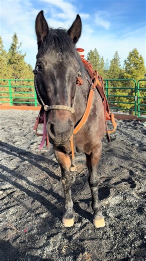 This is a boring but authentic representation of R and target training at our ranch 😅 It’s not flashy or fast or gimmicky- but once the bridge cue is established you can take it any direction. I primarily use her targeting skill in the warm-up now to stretch her neck laterally and get her mind engaged, and here it was helpful with a redirect when she got a little distracted. Step Up was the first cue two years ago that helped us start to work on getting her feet- she didn’t mind having them rop