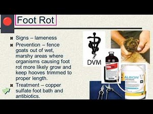 Foot rot || Term foot rot ||Signs, prevention and treatment of foot rot ||