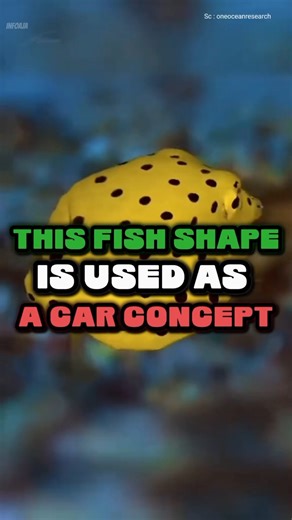 When your car inspiration comes from a fish 🐟🚗