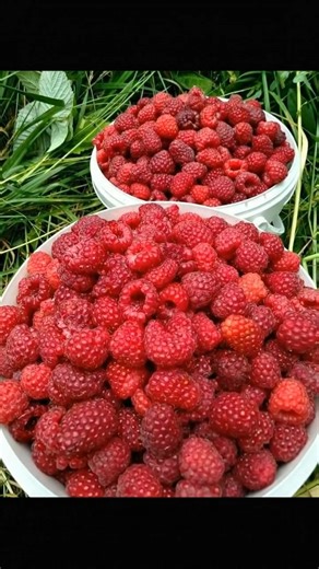 I used to think growing raspberries was hard until one season I filled buckets like this. With timely pruning, deep watering, and keeping the base airy, the plants rewarded me with juicy red berries week after week. | Garden Secrets