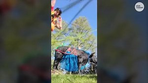 Moo-ve out of the way! Injured cow with broken leg gets airlifted to safety.