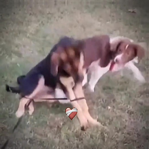 Hilarious Pakistani Pilot Misha Gaichite Meme Compilation