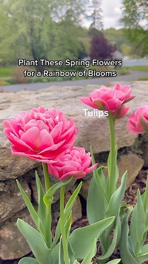 2.3K views · 15 reactions | Do you want to add vibrant color to your...