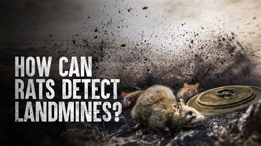 How to cross a live minefield safely