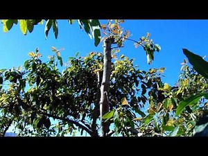 Hass Avocado Tree Major Limb Trimming